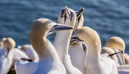 华体会娱乐平台-阿贾克斯晋级成功，展现实力不容小觑，0203阿贾克斯